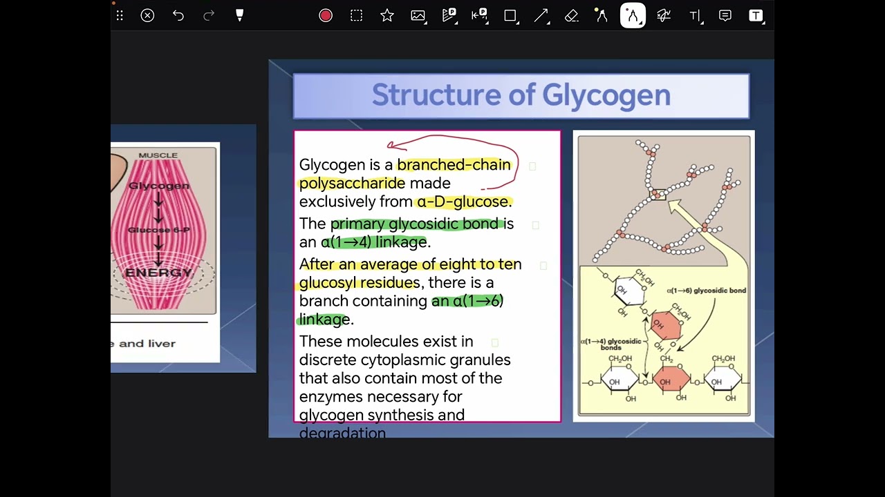 بايو كمستري نظري لكجر 3 جزء 1 مرحلة3 كورس 2