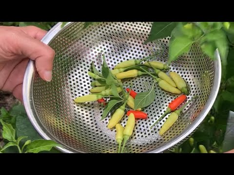 How to Pickle Tabasco Peppers with Spices - YouTube
