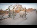 Rhino rehabilitation and release | A story of survival