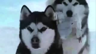 Ahmet Şafak Yalnız Kurt (Rekora Gidiyor)