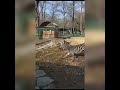 В зоопарке Ростова-на-Дону впервые выпустили зебр