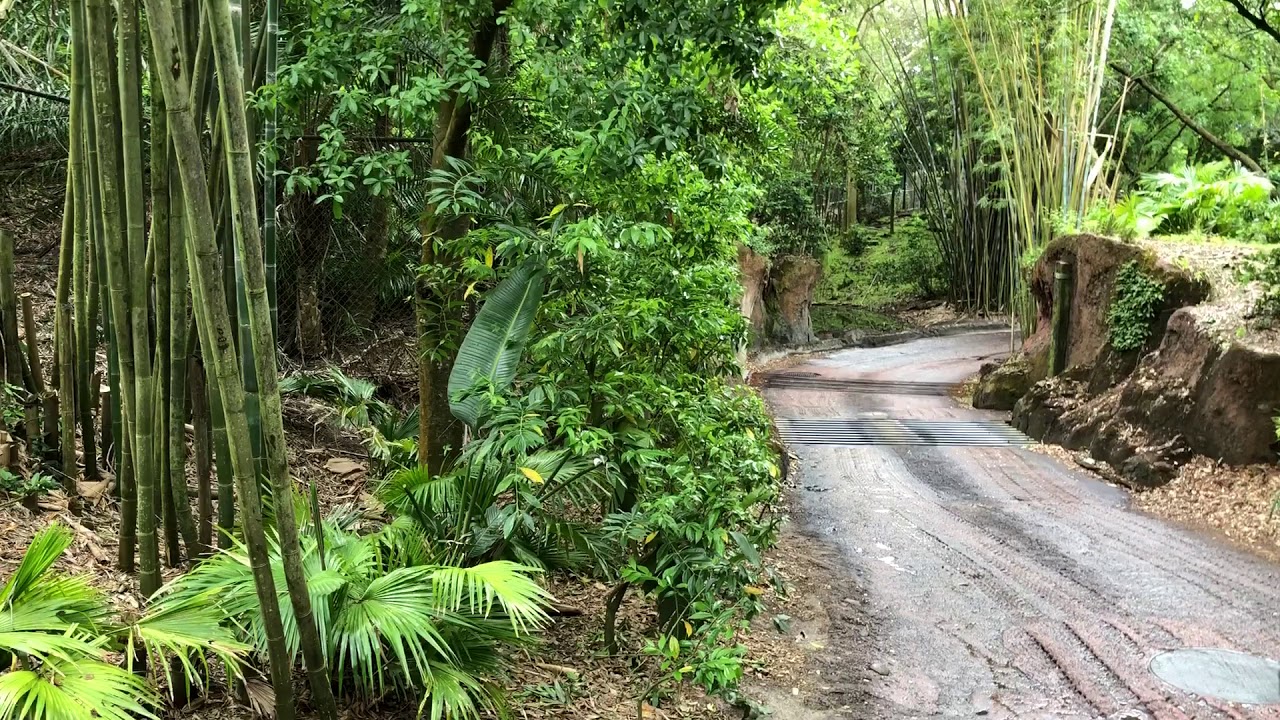 Animal Kingdom Disneyland March 2018 New Safari - YouTube