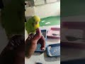 hollend budgies hend tame show budgies #birds #lovebirds #budgies #exotic