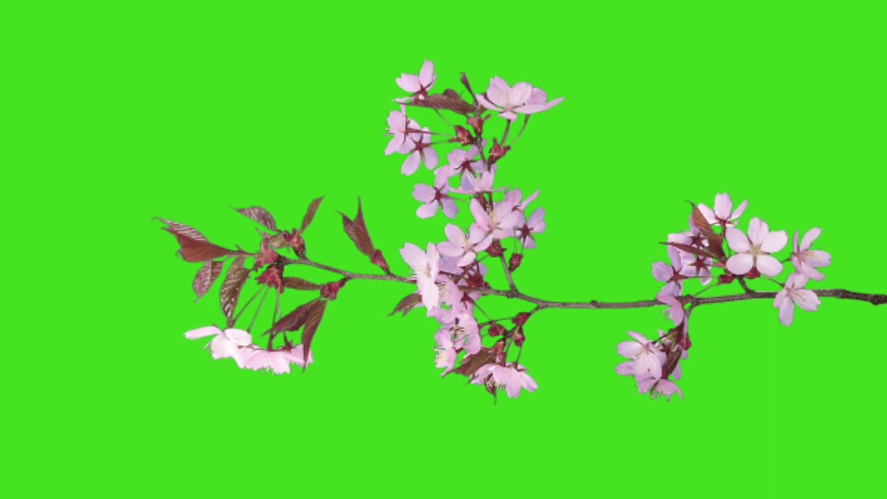 🌸Sakura bloom green screen effect🌸| Pink flowers of cherry blossoms or sakura |