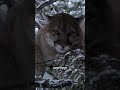 Narrator's Perspective on Cat Capture