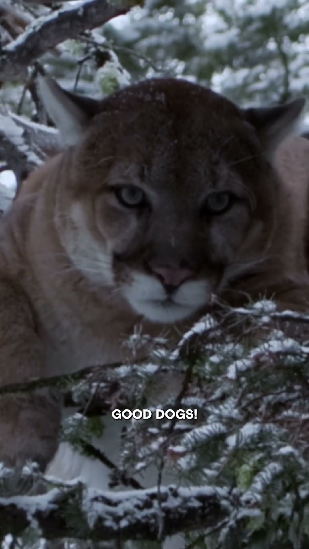 Taking Bloody Blows for a Killer Cat | Mountain Men | #Shorts