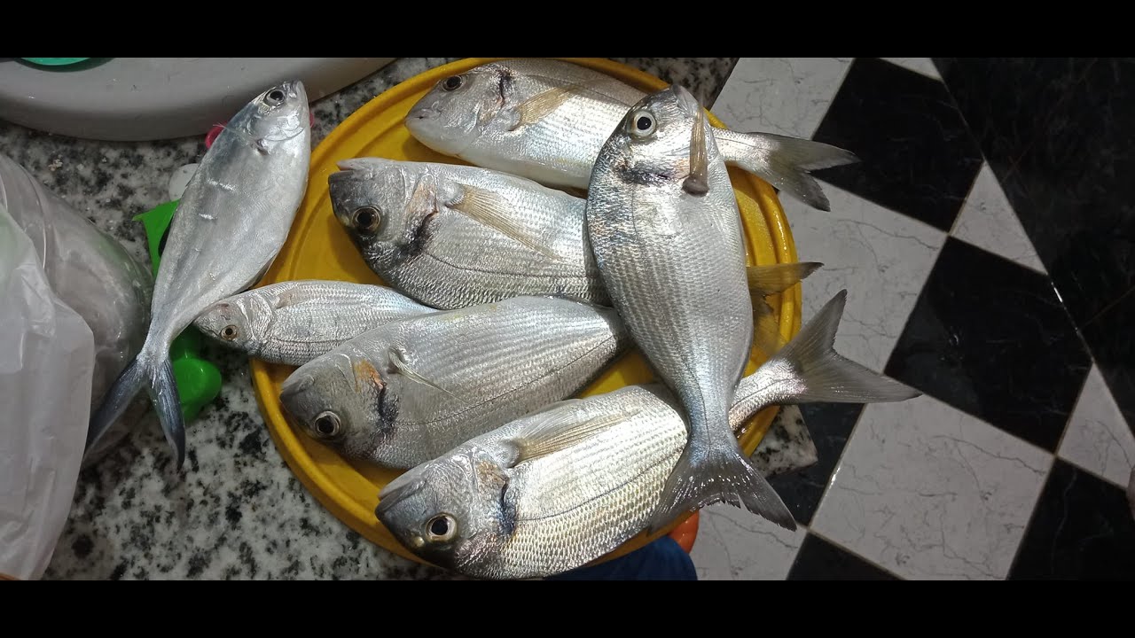 هجوم الدنيس المتوحش على الجرايات ,, فديو لتجميعة حصيلة صيادين العجمى ابو يوسف إصطباحة بتاريخ 16يوليه