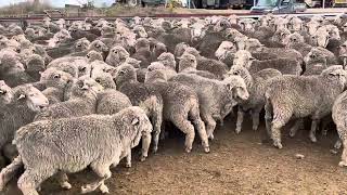 650 Merino Wether Lambs, Cottage Park Bld    A/c R, L & J Hain