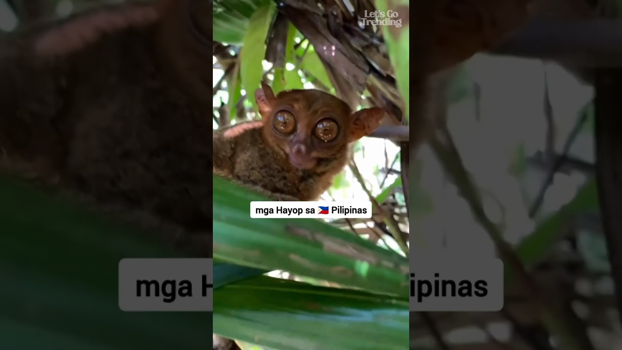 soon to be extinct animals in the 🇵🇭 Philippines 