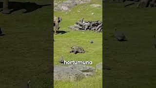 İlk Kez Hortumunu Kullanmaya Çalışan Minik Fil! 🐘🤣