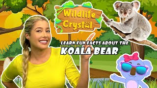 Koala Bear Facts