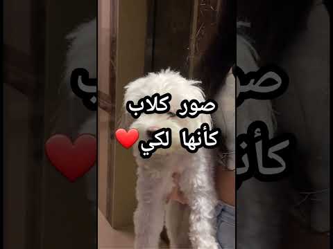 صور كلاب كأنها لكي