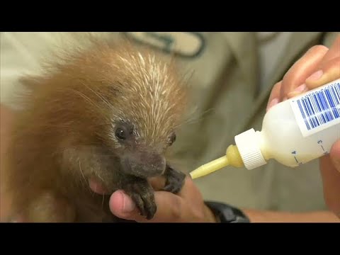 Pez anémona Entender Saturar Un bebé de puercoespín de cola prensil en el zoo de Brookfield - YouTube