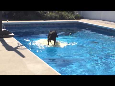 This dog can teach you a thing or two about bodyboarding!