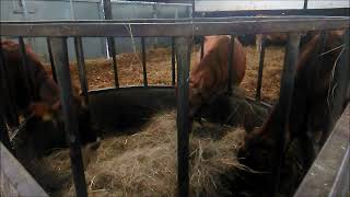 Cows Eating Hay at the Barn