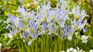 How to plant Iris Reticulata: Jeff Turner plants Spring Flowering Iris at the edge of a border