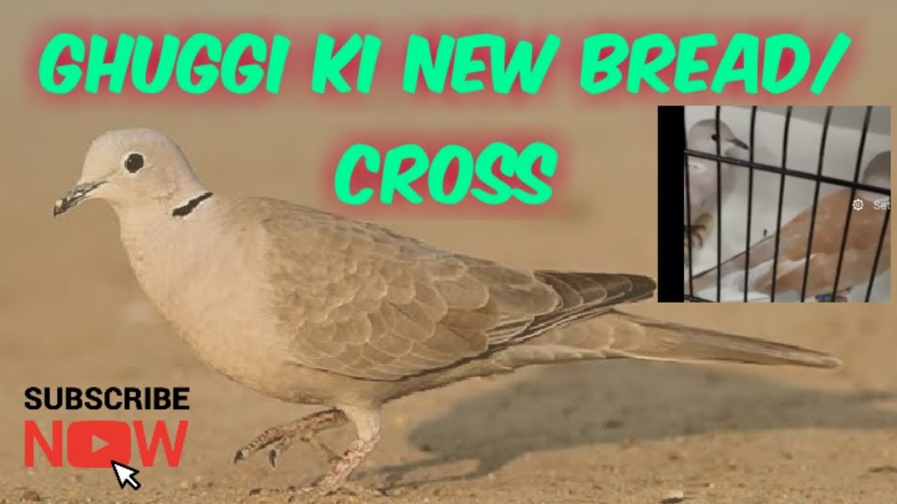 ghuggi-bird-di-new-bread-cross