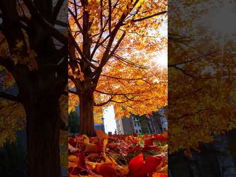 Fall season at