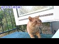 Kuroshio cats：野良猫健太郎　この頃　俳句、川柳に凝っている