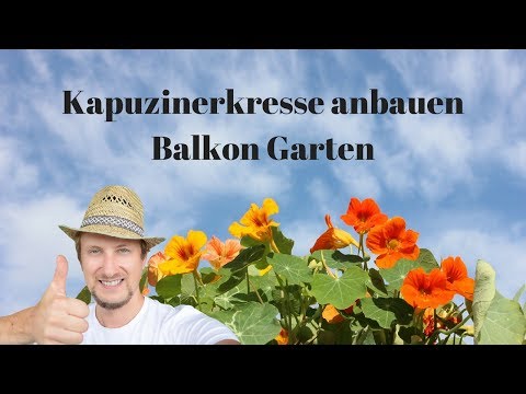 Video: Kapuzinerkresse Gartenbau