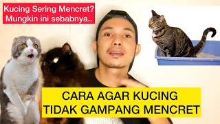 CARA MENCEGAH KUCING MENCRET - Mencegah agar kucing tidak mencret atau diare by DhyonLee 390 views 2 months ago 11 minutes, 46 seconds