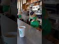Watch Cats Run a Real Starbucks Coffee Shop! ☕🐱