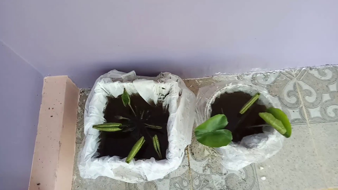 How Start To Growing Blue Lotus Plants In Home YouTube how-start-to-growing-blue-lotus-plants-in-home-youtube