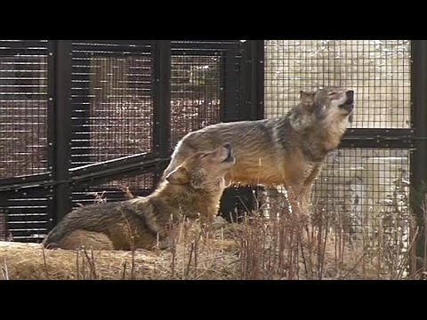 タイリクオオカミ 日本 オオカミたちの遠吠え（多摩動物公園） Howling wolves