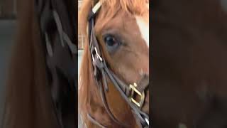 Cowboys riding through the streets of Atlanta #horse #ride #infamoussylvia #goriding #ridingseason
Cowboys riding through the streets of Atlanta #horse #ride #infamoussylvia #goriding #ridingseason Cowboys riding through the streets of Atlanta #horse #ride #infamoussylvia #goriding #ridingseason