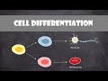 Cell Differentiation and Specialization in Multicellular Organisms