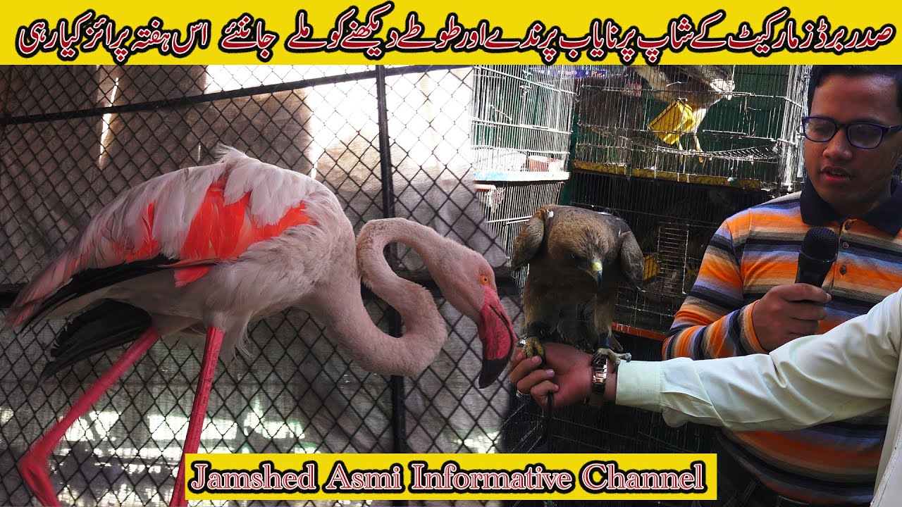 Saddar Exotic Birds Market 2022 Karachi | Fruit-Dove Brown Monkey Peregrine Falcon | In Urdu/Hindi