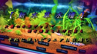 【新 水草水槽】CO2無添加の水草ストック水槽と水草のご紹介