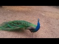 The amazingly loud seduction sound voice of a peacock!!