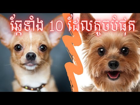 ពូជឆ្កែទាំង 10 ដែលតូចបំផុតនៅលើពិភពលោក