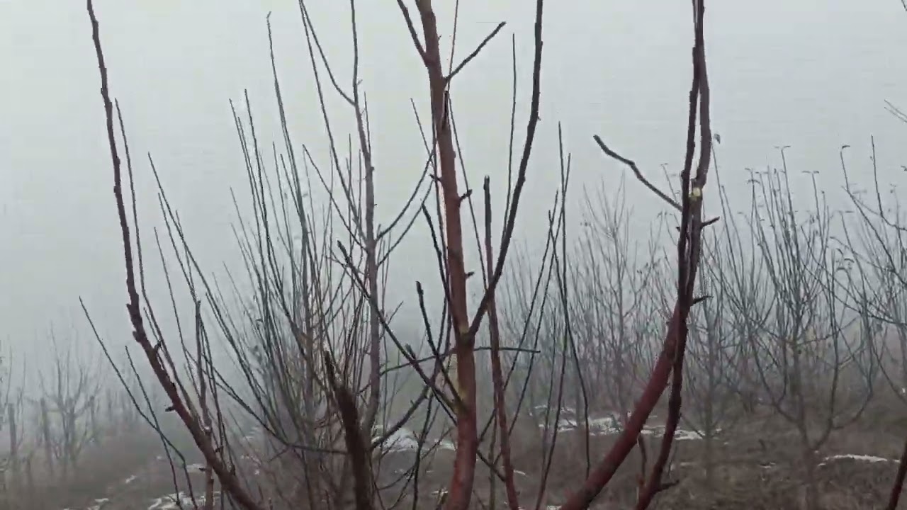 Алма бутоо_2025. Ош шаары.