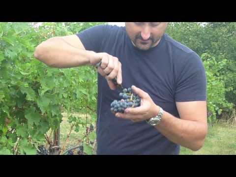 Video: Che Tipo Di Terreno Piace All'uva? Acidità Del Suolo. Argilla E Altri Terreni Per L'uva, Misure Di Miglioramento