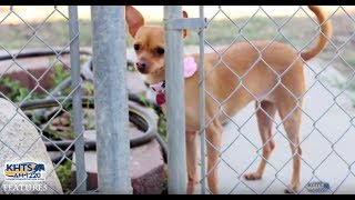 KHTS Holiday Pet Safety Tips: 4th Of July - KHTS Features - Santa Clarita