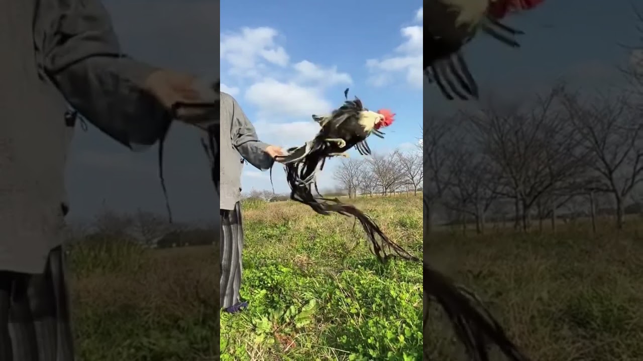 The Onagadori Long tail Chicken | 