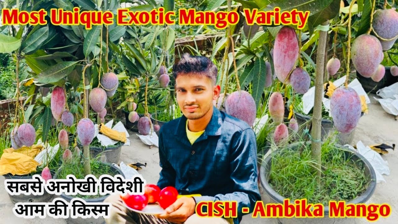 The Most Unique Exotic Mango Variety || CISH - Ambika Mango || Thailand Variety Mango Plants