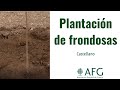 Plantacion de frondosas en castellano