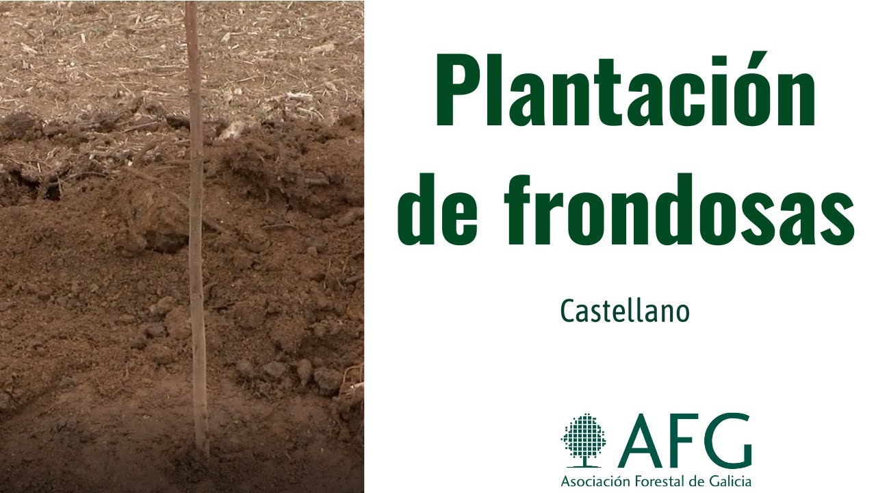 Plantacion de frondosas (en castellano)