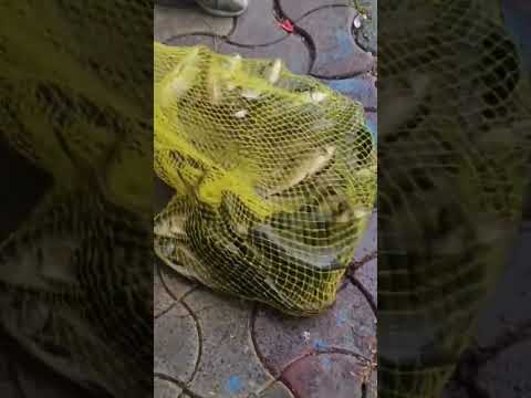 @@@30/7/26দমদম ধোপা পুকুরের দিনের শেষের সিটের মাছ @#fishing