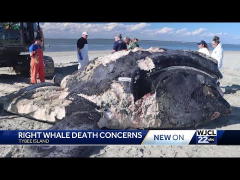 NOAA: Right whale calf found dead off coast of Tybee Island likely died due  to boat strike 