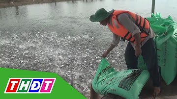 Hậu Giang: Cá thát lát cườm bán được 65.000 đồng/kg | THDT