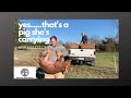 Getting Started with Pastured Pigs - Training New Piglets On Electric Fence