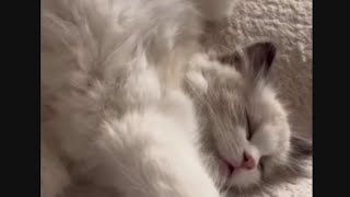 Sleepy cats like angels | So adorable by Sweet world🐾 7,903 views 1 year ago 1 minute, 47 seconds