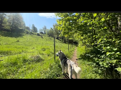 Video: Road Trip For Good: de 7 beste dingen om te doen met je hond in Delaware