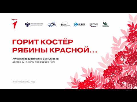 Горит костер рябины красной