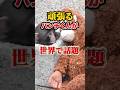 頑張るパンチくん 世界で話題