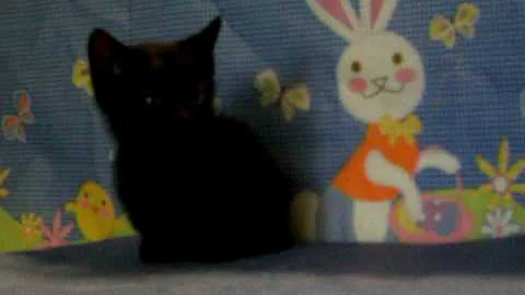 Watch the video about Munchkin Kitten FOR SALE